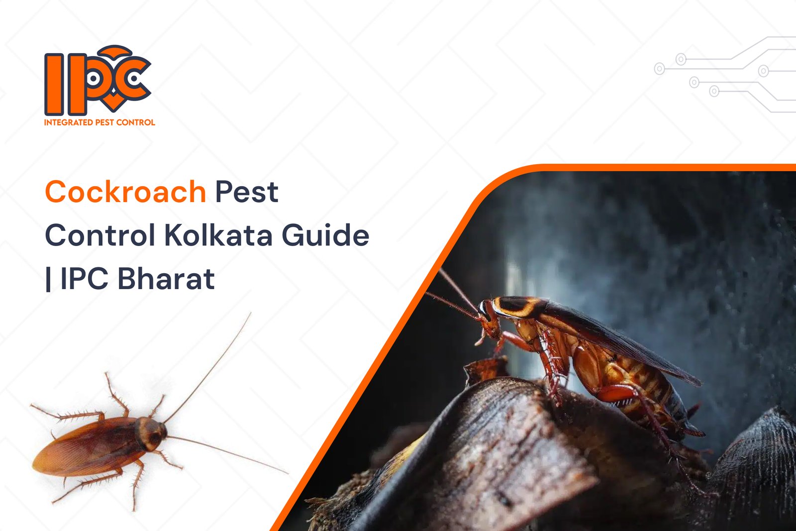 Effective Cockroach Pest Control in Kolkata | IPC Bharat